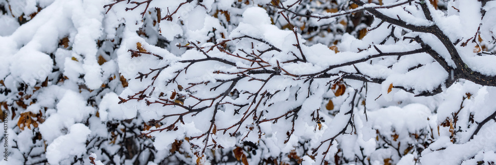 Snow on the branches of trees and bushes after a snowfall. Beautiful winter background with snow-covered trees. Plants in a winter forest park. Cold snowy weather. Cool texture of fresh snow. Panorama Snow on the branches of trees and bushes after a snowfall. Beautiful winter background with snow-covered trees. Plants in a winter forest park. Cold snowy weather. Cool texture of fresh snow. Panorama
