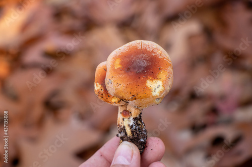 Brick Cap (Hypholoma sublateritium) mushrooms photo