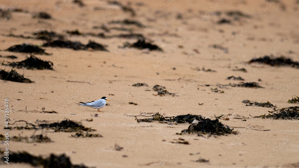 Little Tern on Brora beach