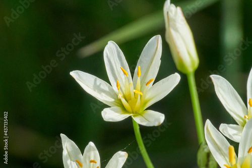 Texas Hill Country Rain Lily Wildflower