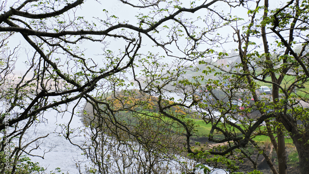 Brora harbour and the River Brora in heavy fog seen through a lattice of tree branches with fresh new leaves unfurling Brora harbour and the River Brora in heavy fog seen through a lattice of tree branches with fresh new leaves unfurling