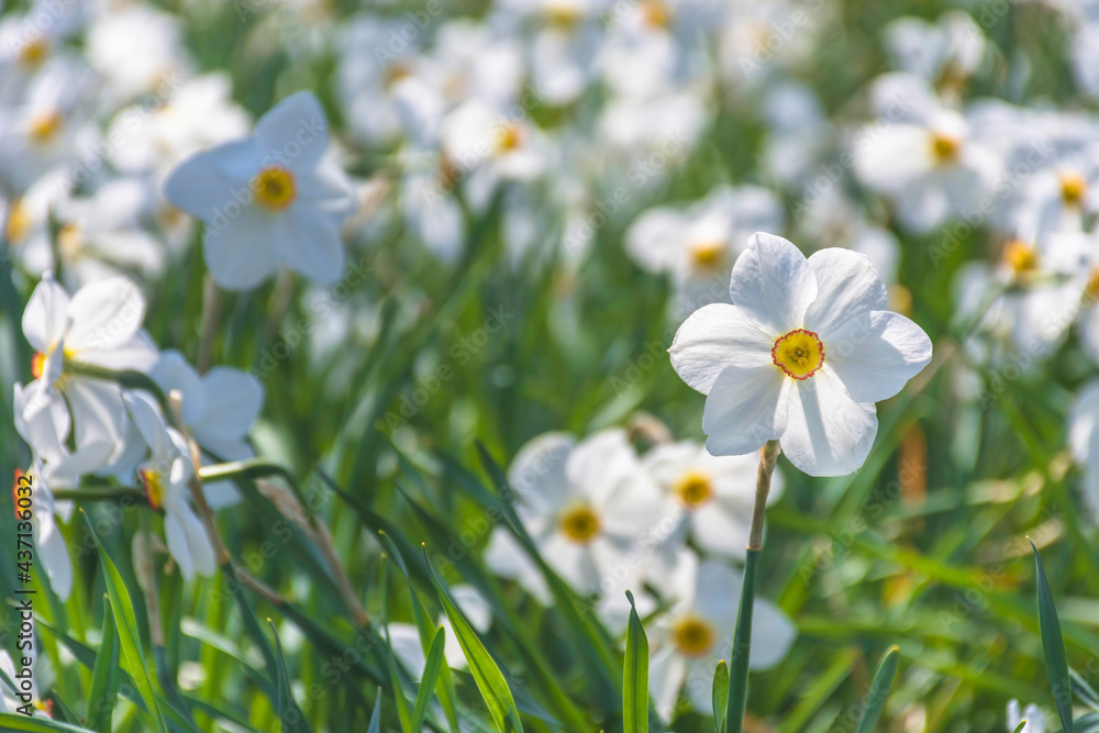 Beautiful delicate narcissus flowers, white daffodils in the park or garden in sunny spring day. Selective focus Beautiful delicate narcissus flowers, white daffodils in the park or garden in sunny spring day. Selective focus