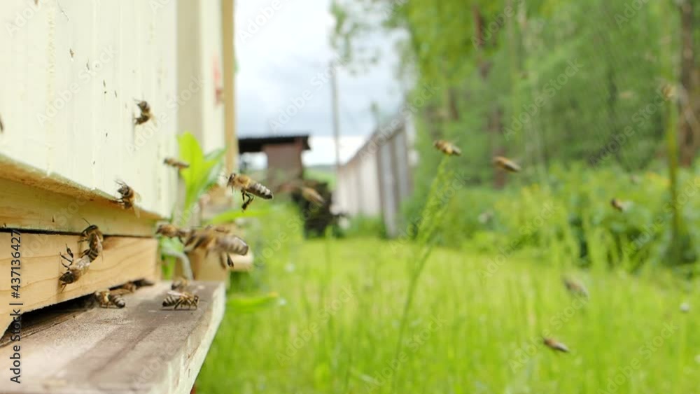 Swarm of honey bees (Apis mellifera) carrying pollen and flying to the landing board of hive in an apiary in SLOW MOTION HD VIDEO. Organic BIO farming, animal rights, back to nature concept. Close-up. Swarm of honey bees (Apis mellifera) carrying pollen and flying to the landing board of hive in an apiary in SLOW MOTION HD VIDEO. Organic BIO farming, animal rights, back to nature concept. Close-up.