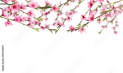 Beautiful sakura tree branches with delicate pink flowers on white background © New Africa