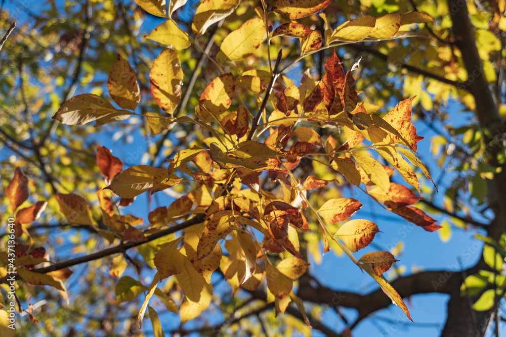 tree leaf with details of its structure in Argentina