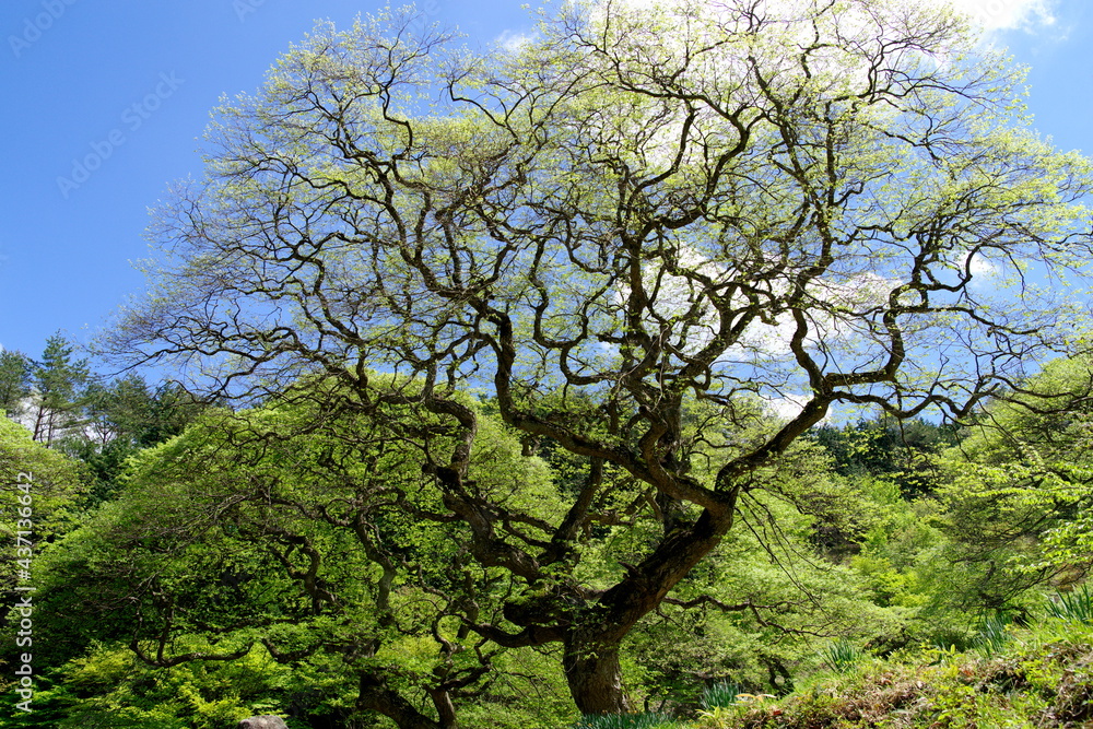 Obraz premium テングシデ