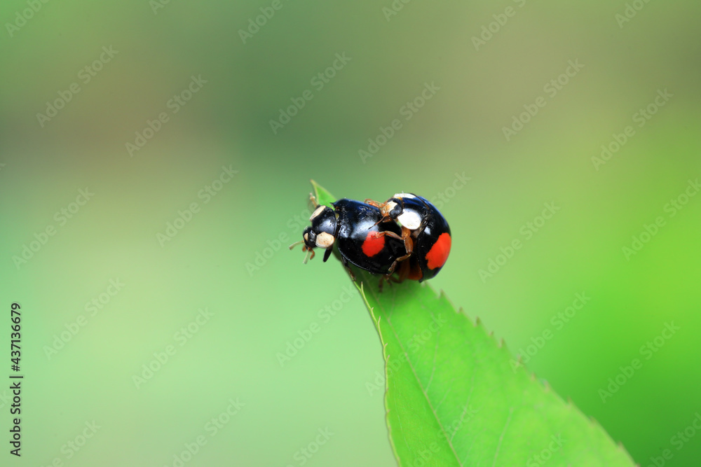 Obraz premium Two ladybugs mate in nature, North China