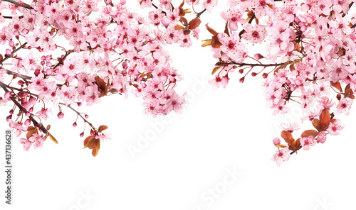 Beautiful sakura tree branches with delicate pink flowers on white background