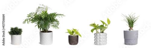 Set with different beautiful houseplants on white background. Banner design