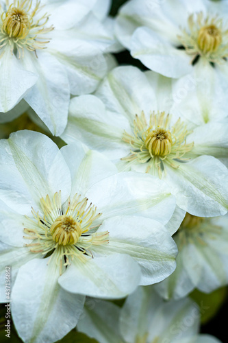 White flowers in the garden