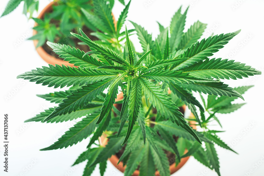 Overhead shot of Cannabis plants in pots against white backdrop Overhead shot of Cannabis plants in pots against white backdrop