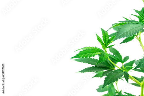 Leafy Cannabis plants isolated on white with copy space