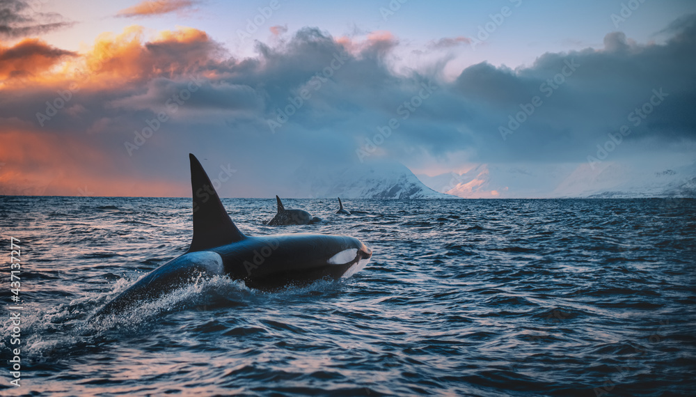Orca Killerwhale traveling on ocean water with sunset Norway Fiords on winter background - obrazy, fototapety, plakaty 