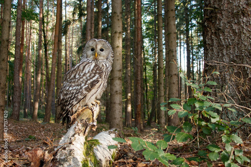 фотографія Owl in forest