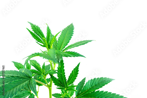 Leafy Cannabis plant isolated on white with copy space