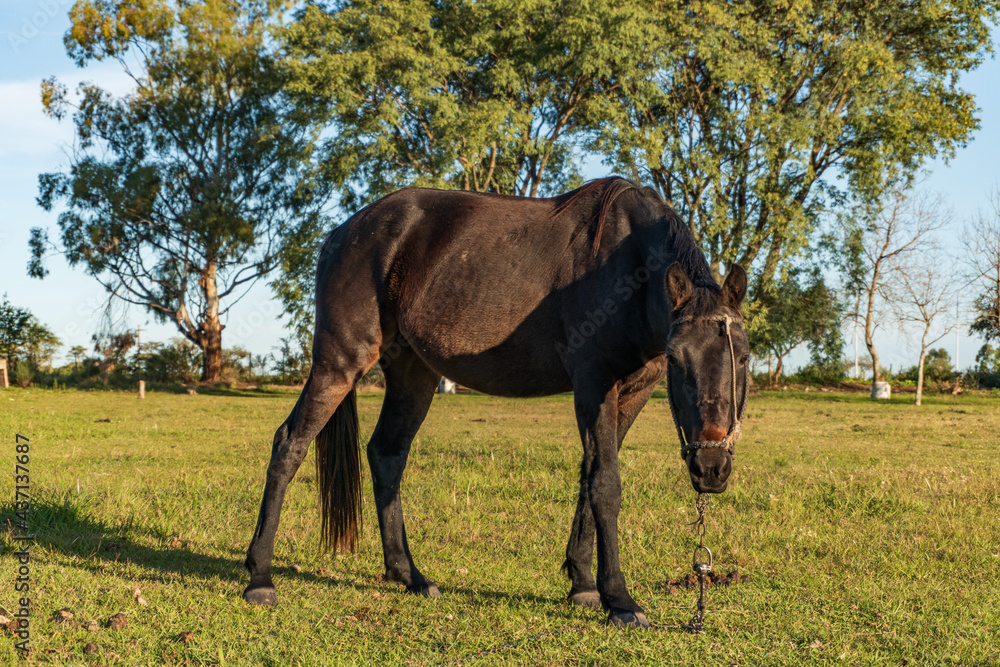 lonely horse eating tender pastures in the field of Argentina lonely horse eating tender pastures in the field of Argentina