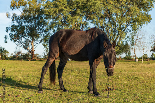 lonely horse eating tender pastures in the field of Argentina