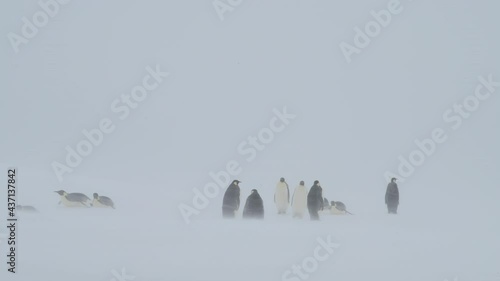 Emperor Penguins in snow storm on the ice in Antarctica