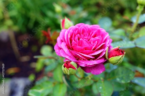 Pink rose with bud in natural green environment outdoors.