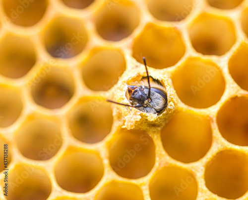 Bilde på lerret Closeup of a new adult honey bee emerging from its brood cell