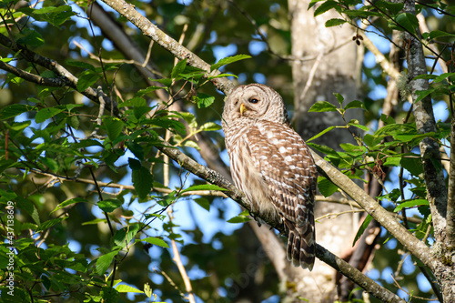 A wild adult barred owl watches from the branch of a tree. The raptor is clearly visible during the daylight as the sun shines on the owl.