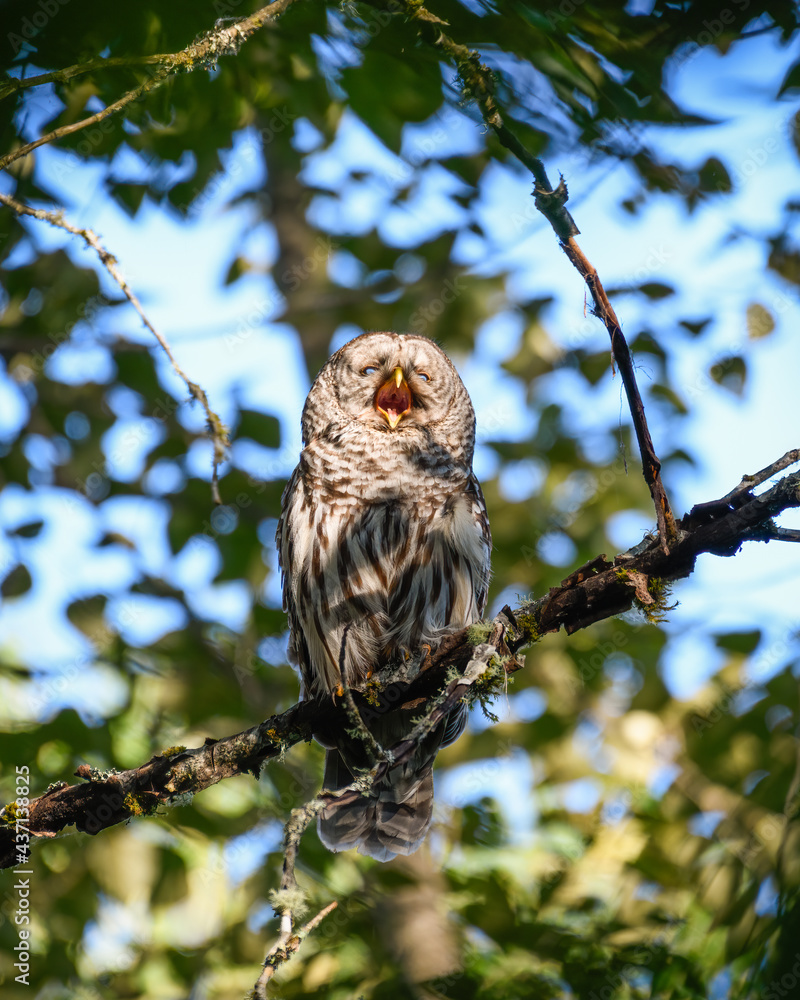 A barred owl in the forest calling with its beak open. These raptors have spread into the Pacific Northwest A barred owl in the forest calling with its beak open. These raptors have spread into the Pacific Northwest