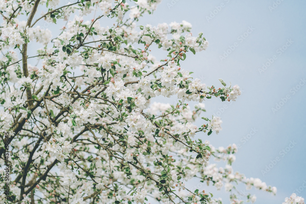 Blurred creative background of branches of apple tree in bloom, against blue sky. White flowers of fruit tree in spring
