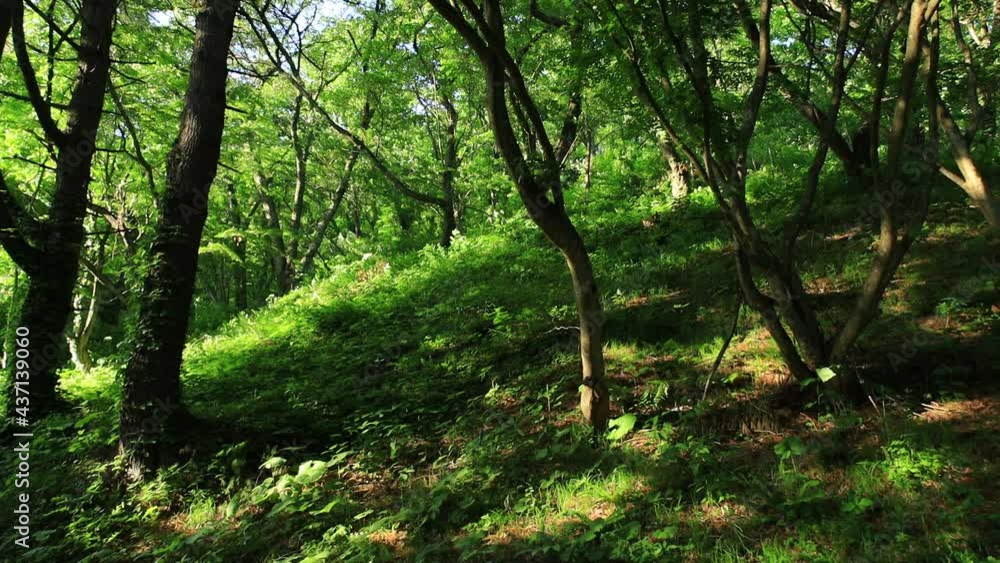 森林　新緑　こもれ日