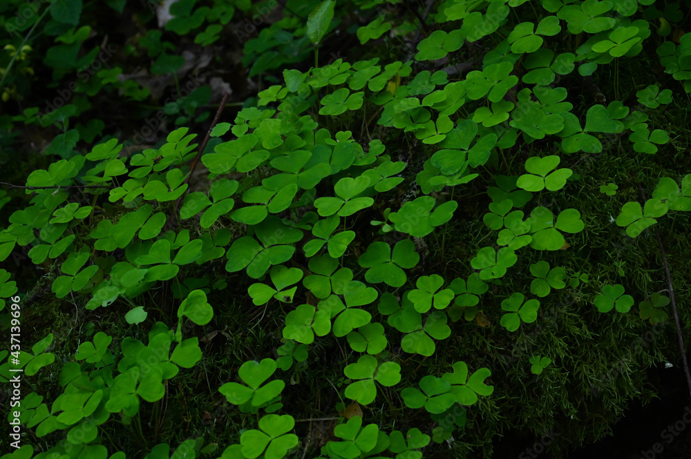 Three-leaf clover in the forest. Three-leaf clover in the forest.