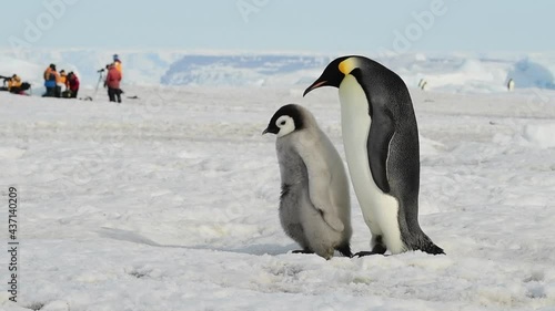 Emperor Penguins with chicks close up in Antarctica