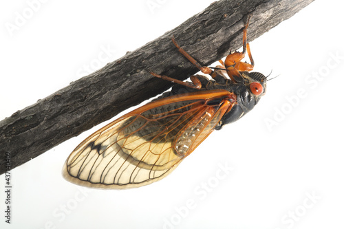 Cassin's periodical cicada clinging to the underside of a branch on a white background. This is one of three species of the Brood X group of 17-year periodical cicadas.  photo