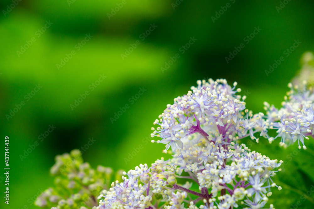 コアジサイの花 コアジサイの花