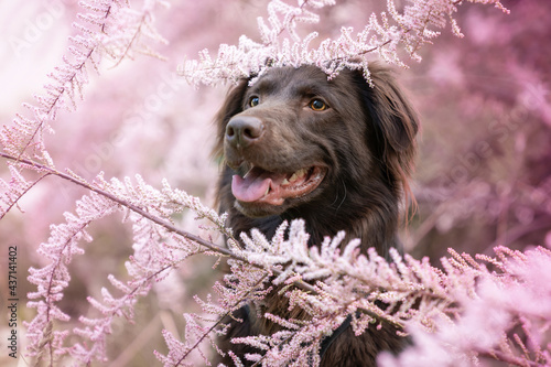Pies w krzewie tamaryszku
