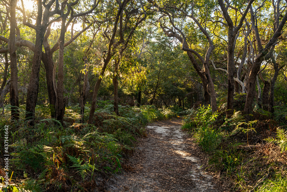 Forest Trail scene on Summer at Day Time in Noosa, Queensland, Australia. Nature Concept Forest Trail scene on Summer at Day Time in Noosa, Queensland, Australia. Nature Concept