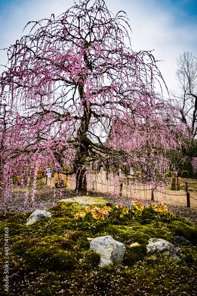 Obraz premium 鈴鹿、梅林とその付近の風景