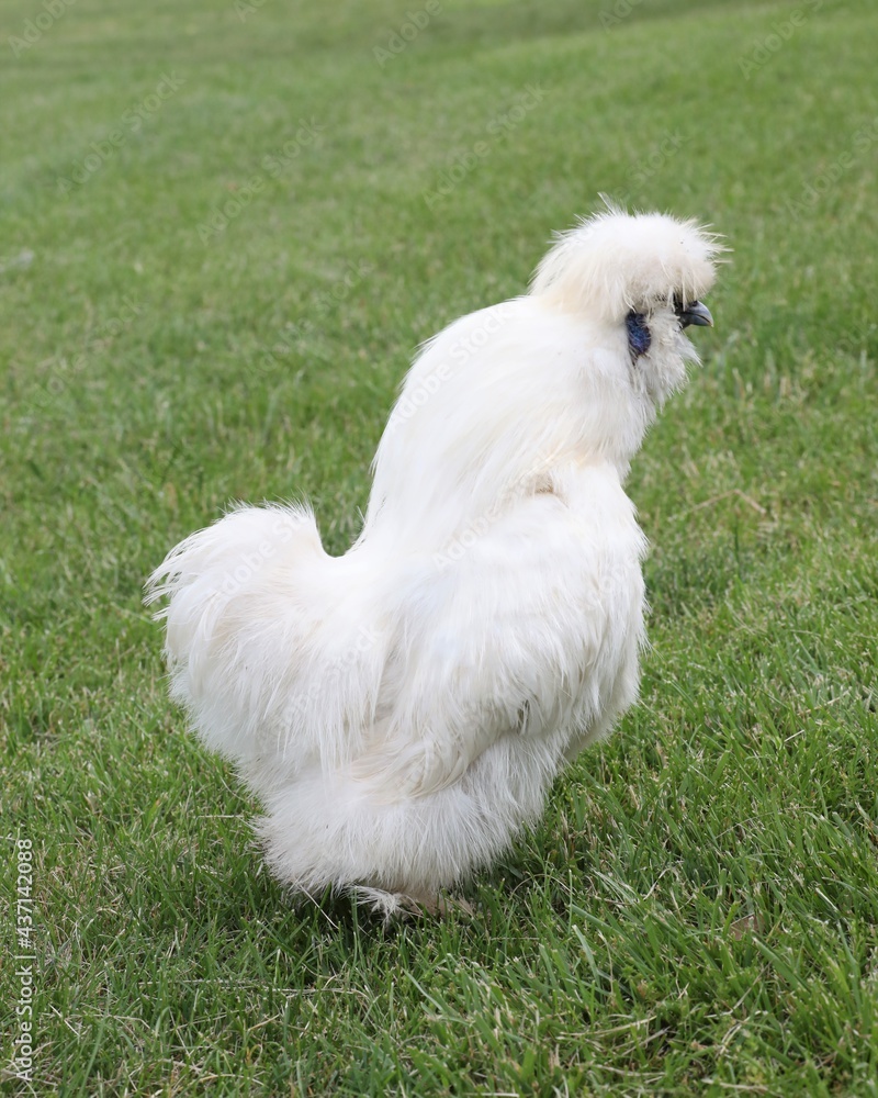 A Little Silkie Rooster on a Farm in Pennsylvania A Little Silkie Rooster on a Farm in Pennsylvania