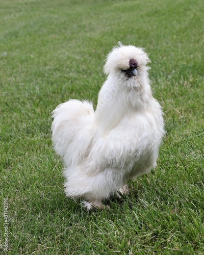 A Little Silkie Rooster on a Farm in Pennsylvania