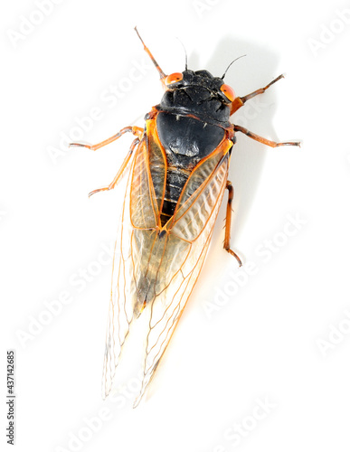 Looking down on the back of a 17-year periodical cicada (Magicicada septendecim), part of the Brood X group.  This individual was seen in Indiana.  photo