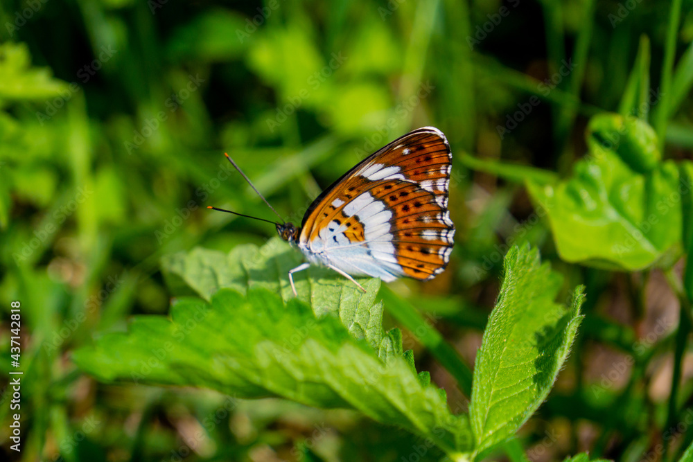 Obraz premium イチモンジチョウ
