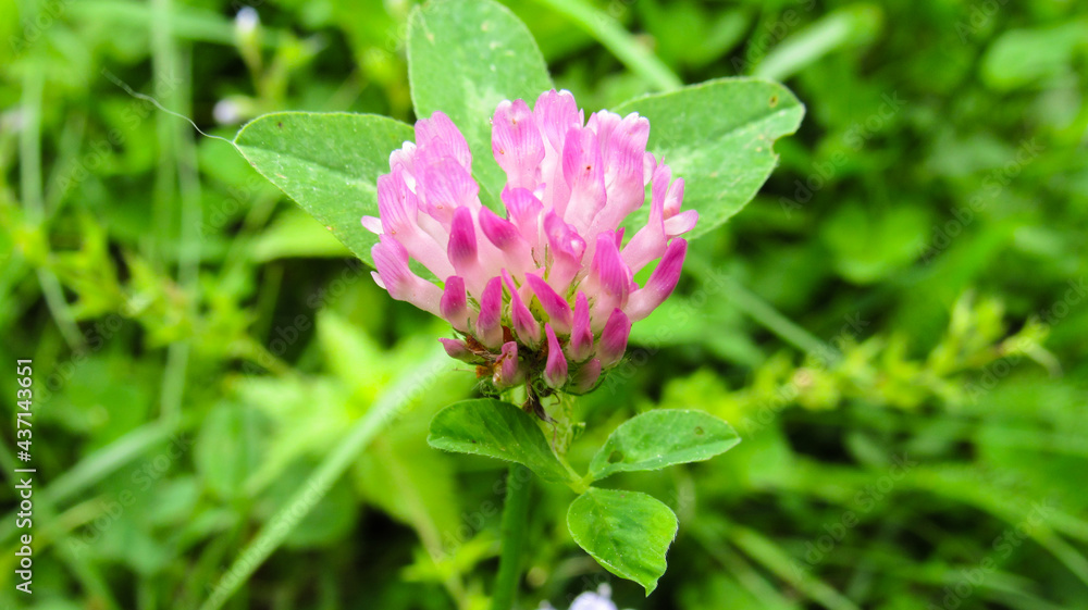 Red clover on the background of nature Red clover on the background of nature