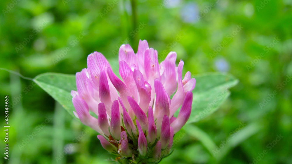 Red clover on the background of nature Red clover on the background of nature