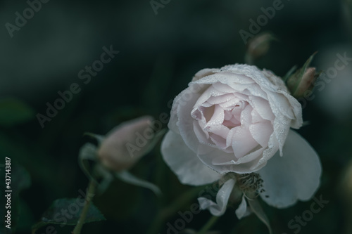 Rose on Vintage style; nature background