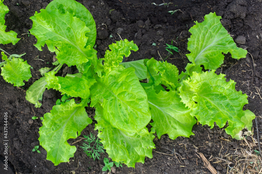 Green salad on the bed. The garden with your own hands. Eco-friendly food Green salad on the bed. The garden with your own hands. Eco-friendly food
