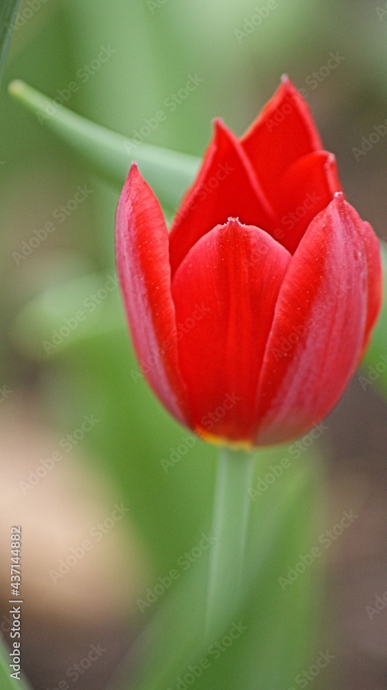 Close up captures of wide varieties of Tulips