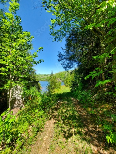 path in the forest