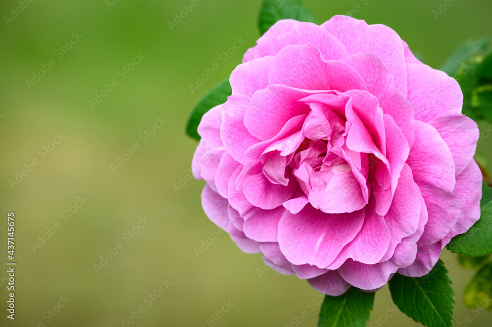 Closeup of a beautiful pink rose blooming in a garden against a green background
