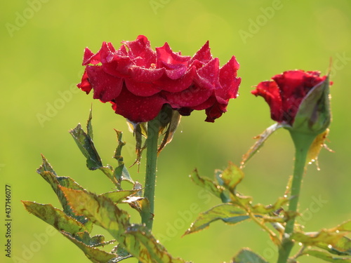 Red Rose: Rosa  galliga L. Bud&Bloom, Frence Rose, with in daylight.