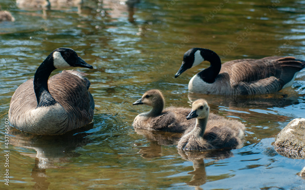 Obraz premium country goose and goslings on the water