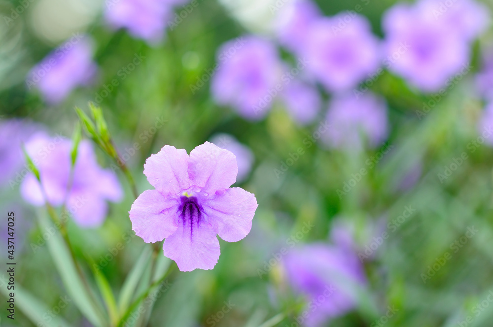 An Attractive Purple Flower An Attractive Purple Flower