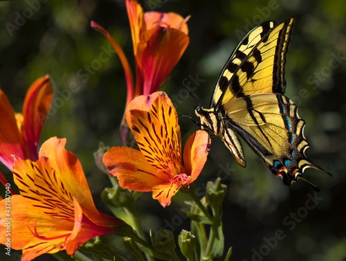 This image showcases a wild Anise Swallowtail (Papilio zelicaon) butterfly just as it lands on a vibrant flower petal.